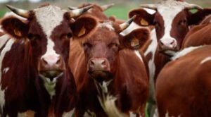 Глобальний брак спричинив помітне збільшення українського експорту яловичини.