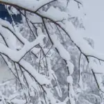 Навіщо восени в саду розвішували бляшанки: не для відлякування птахів, а для іншої важливої мети