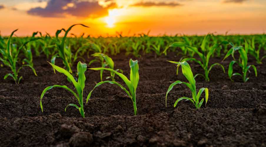 ИИ и генетика помогают уменьшить потребность в удобрениях для кукурузы