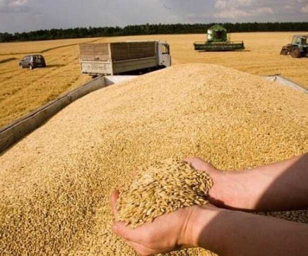 Експерти прогнозують збільшення світового виробництва зерна