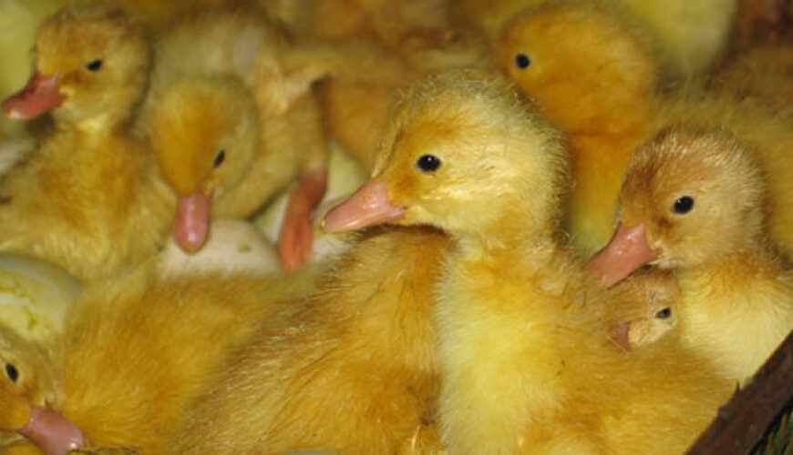 Украина увеличила закупки живой птицы&hellip;