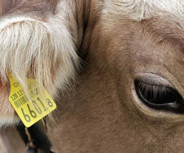 Экспорт КРС из Украины вырос вдвое