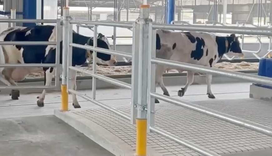 Введена дополнительная поддержка животноводства