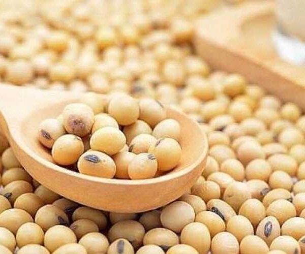 На внутрішньому ринку ціни на сою знижуються