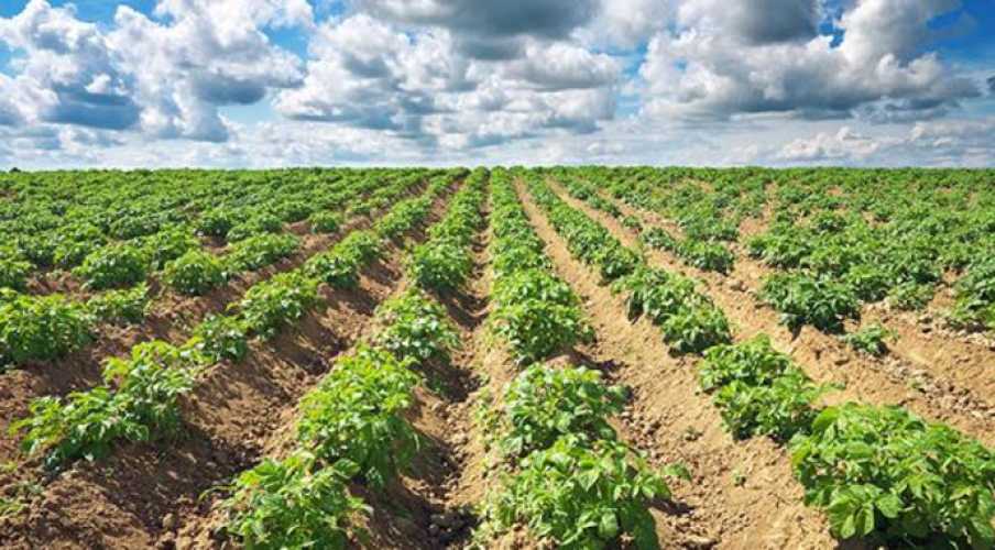 Разработана спутниковая система прогнозирования урожайности картофеля