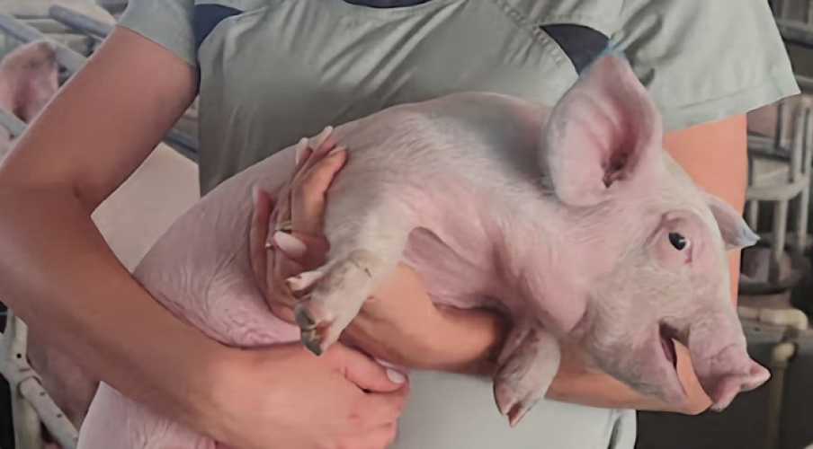 Самая эффективная схема против алиментарной анемии поросят