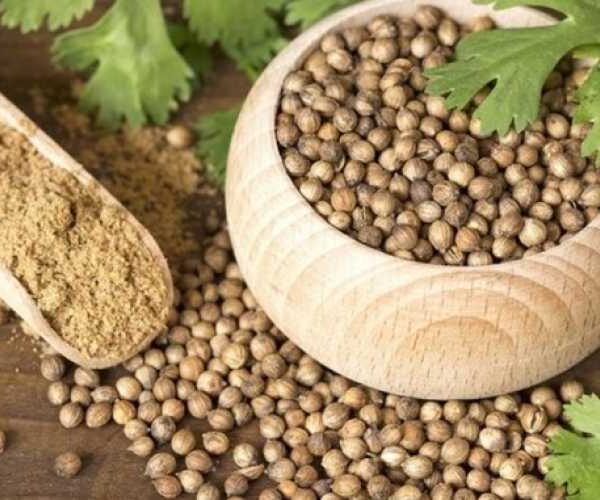 Украинские ученые планируют выводить новые сорта кориандра