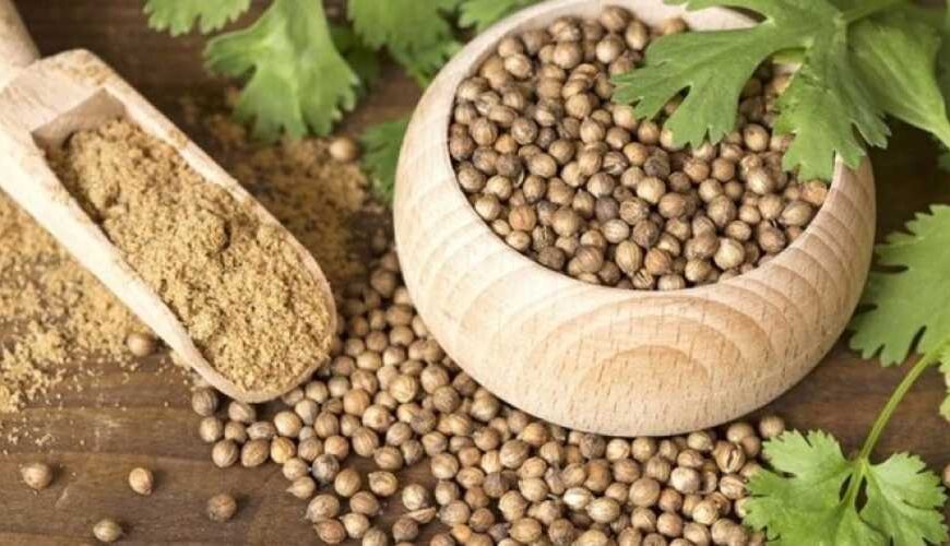 Украинские ученые планируют выводить новые сорта кориандра