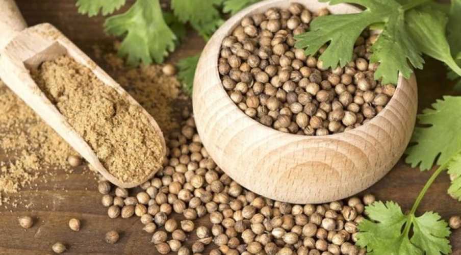 Украинские ученые планируют выводить новые сорта кориандра