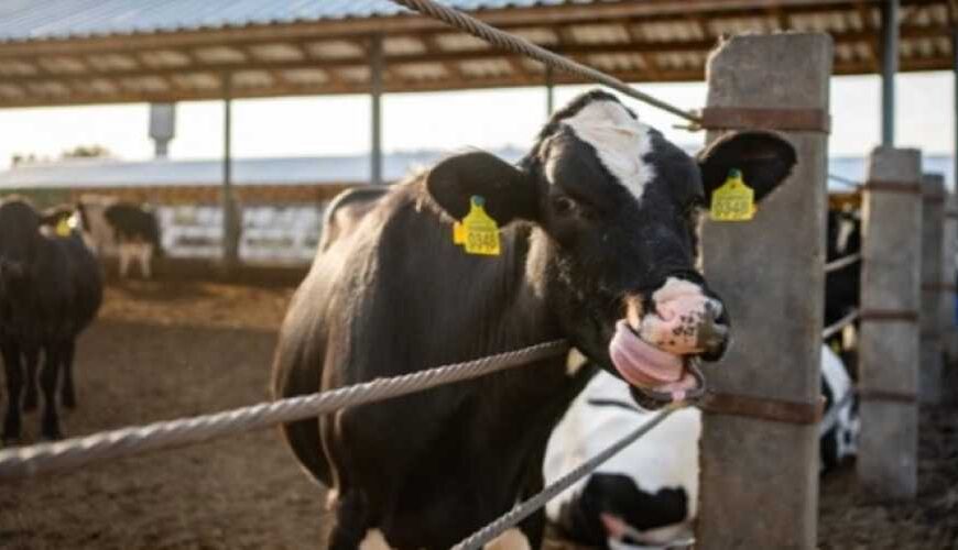 Без идентификационных документов на животное…