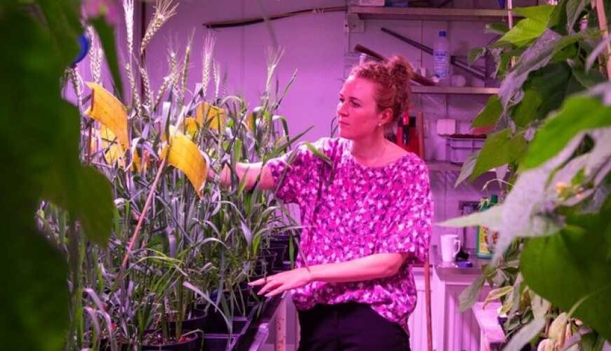 Продолжаются испытания пшеницы, способной расти…