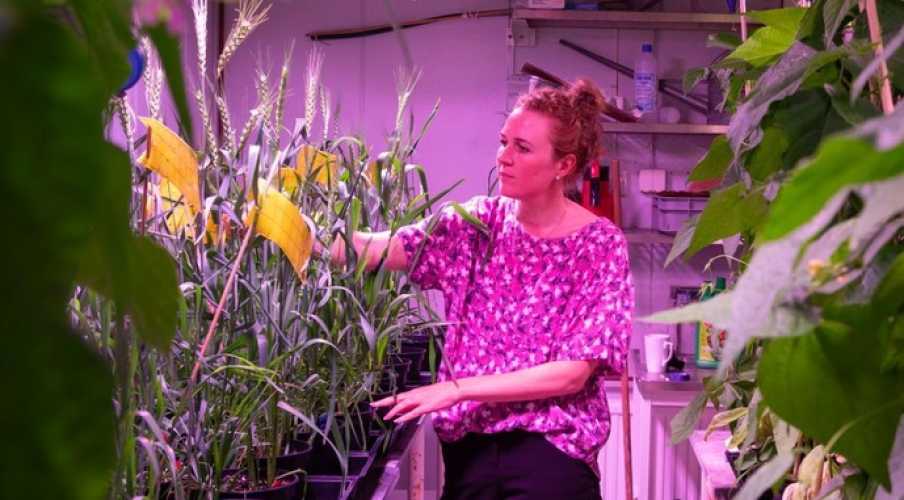 Продолжаются испытания пшеницы, способной расти на засоленных почвах