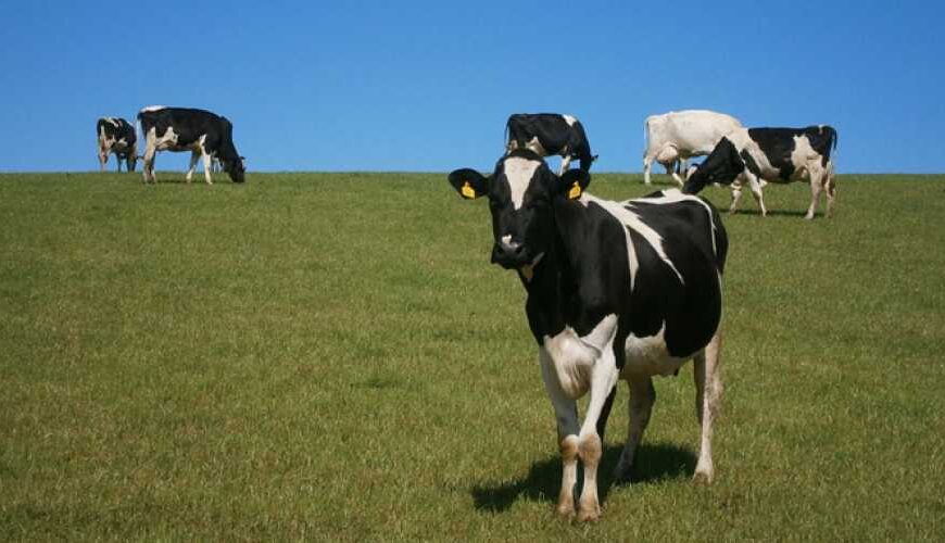 В Украине запретили выпасать скот&hellip;