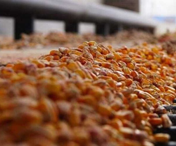 Кукурудза стала лідером українського експорту на початку 2025 року