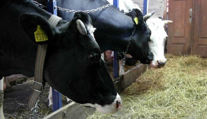 Количество коров у населения за…