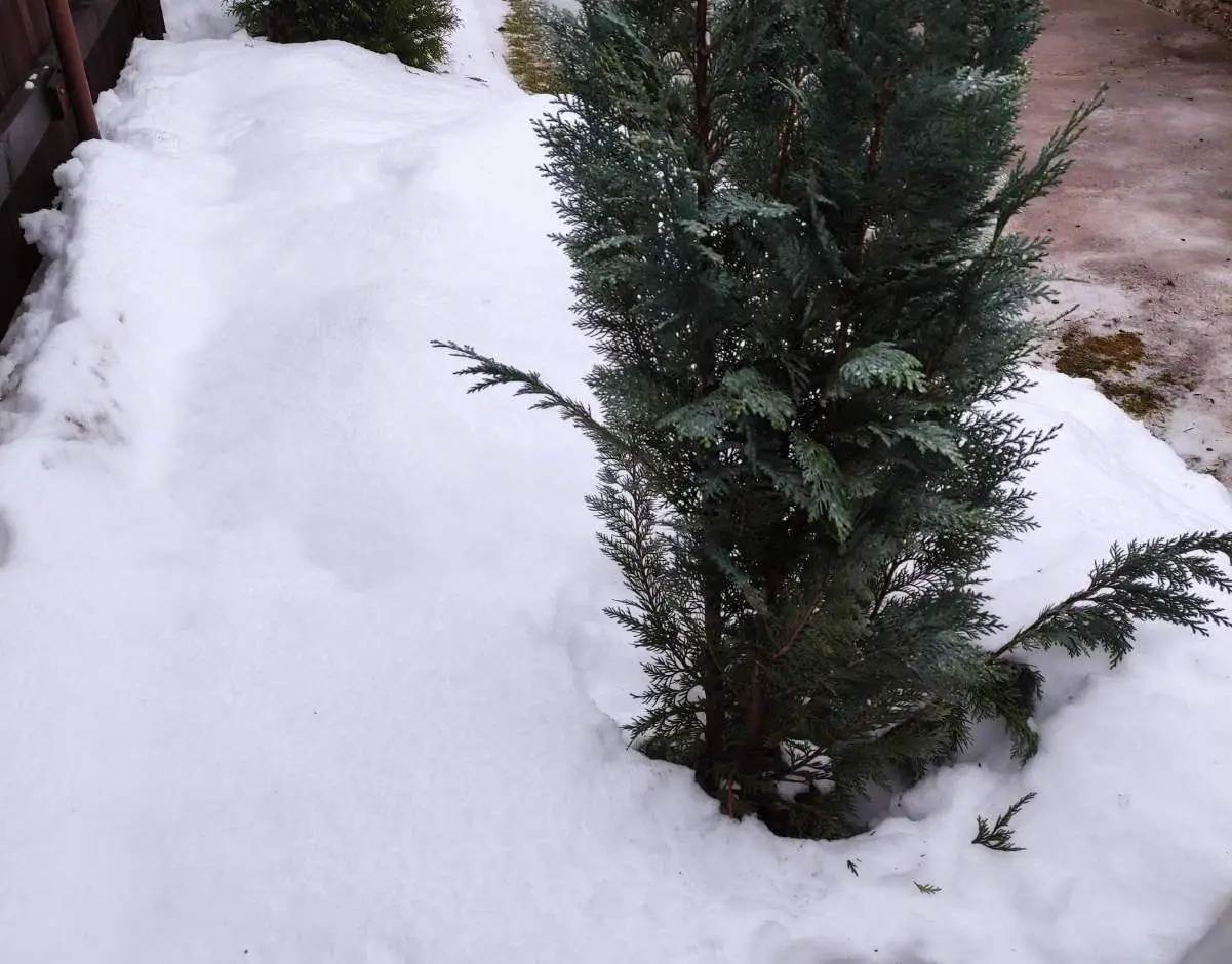 Навіщо обмотувати тую на зиму: і чому іноді це тільки шкодить