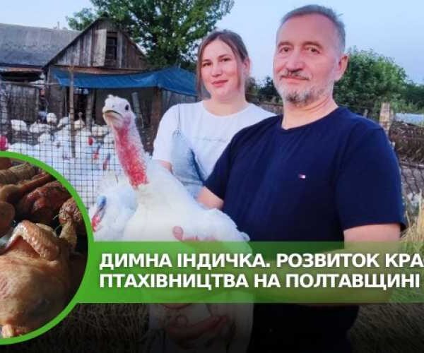 Индейка из Полтавщины набирает популярность среди украинцев