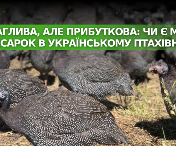 Неприхотливая, но прибыльная: есть ли место для цесарок в украинском птицеводстве