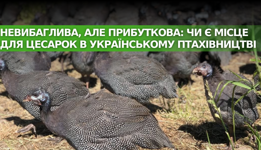 Неприхотливая, но прибыльная: есть ли…