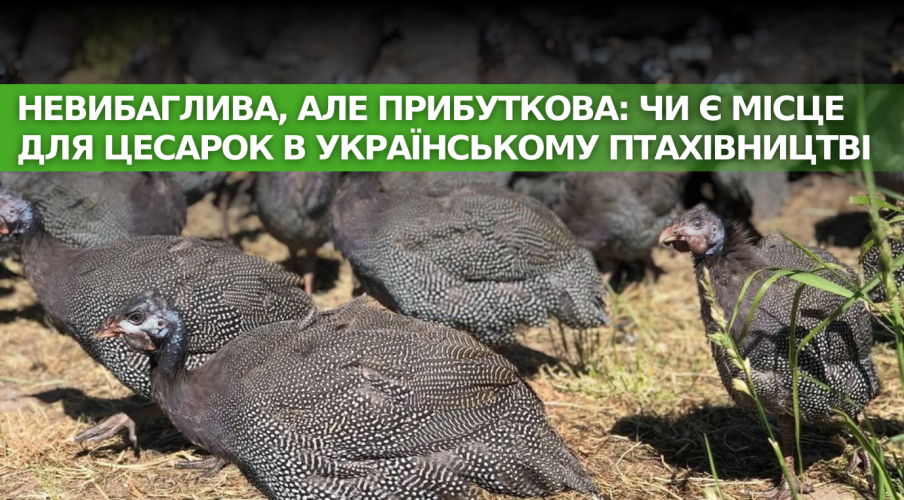 Неприхотливая, но прибыльная: есть ли место для цесарок в украинском птицеводстве