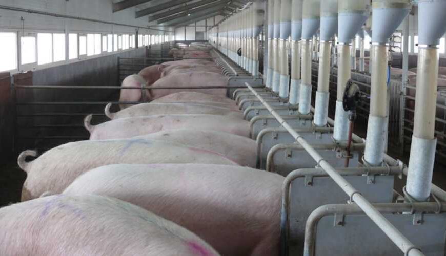 Разведение или убой: как рацион&hellip;