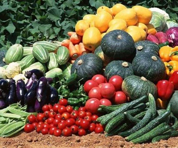 Фермери та підприємства можуть офіційно виробляти та продавати насіння