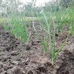 Як виростити цибулю з насіння за один сезон: інструкція для тих, хто не хоче чекати роками