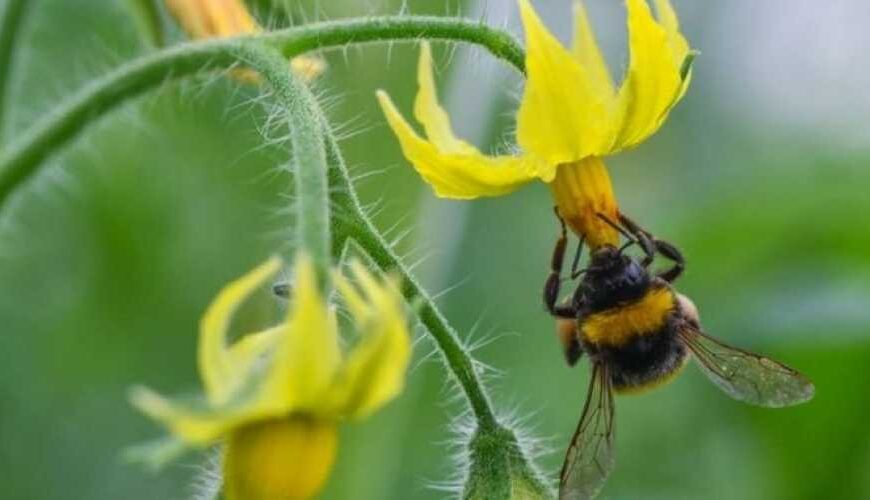 В Великобритании стартовало исследование, которое…