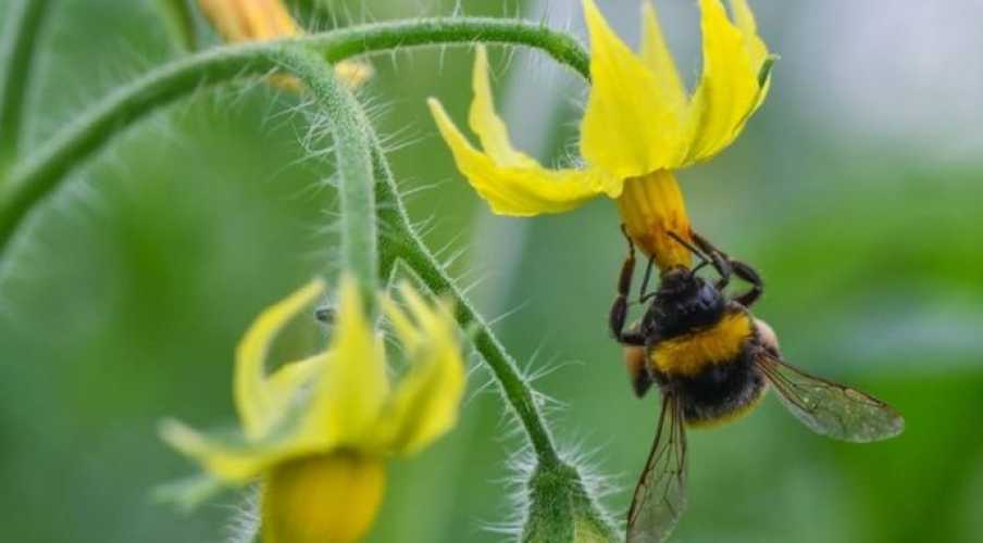 В Великобритании стартовало исследование, которое изменит принципы выращивания фруктов