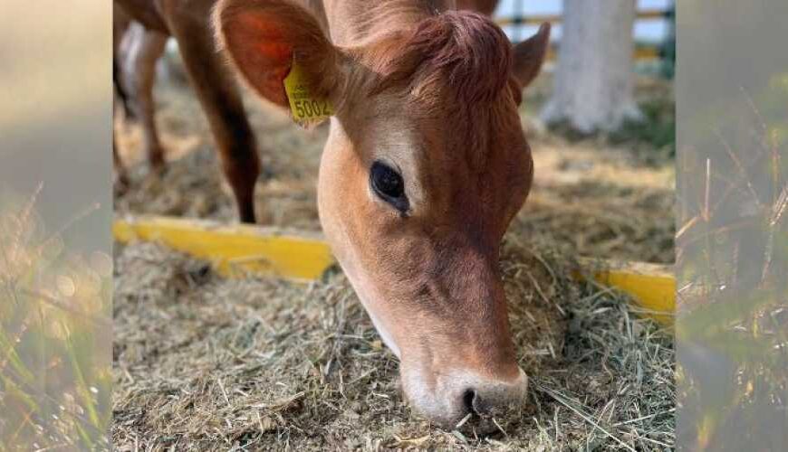 Предприятие на Тернопольщине увеличит поголовье…
