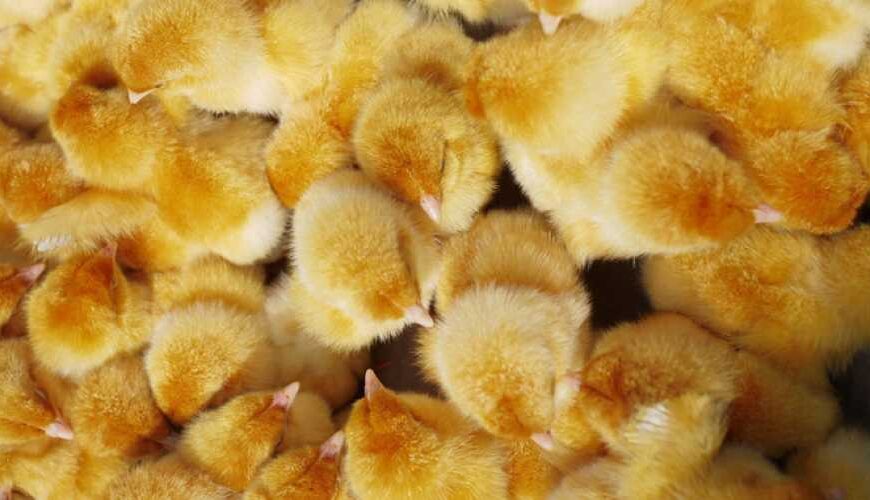 Хозяйство на Хмельнитчине закупило 16&hellip;