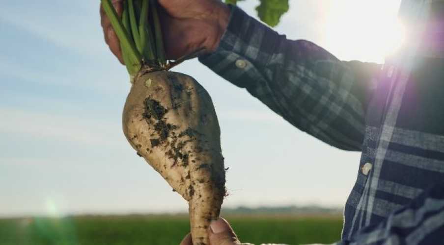 На рынке появятся 6 новых сортов сахарной свеклы