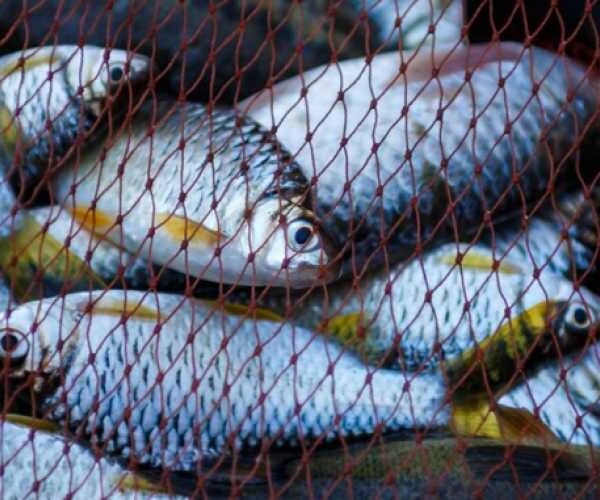 Производство продукции аквакультуры в Украине выросло почти на 22%