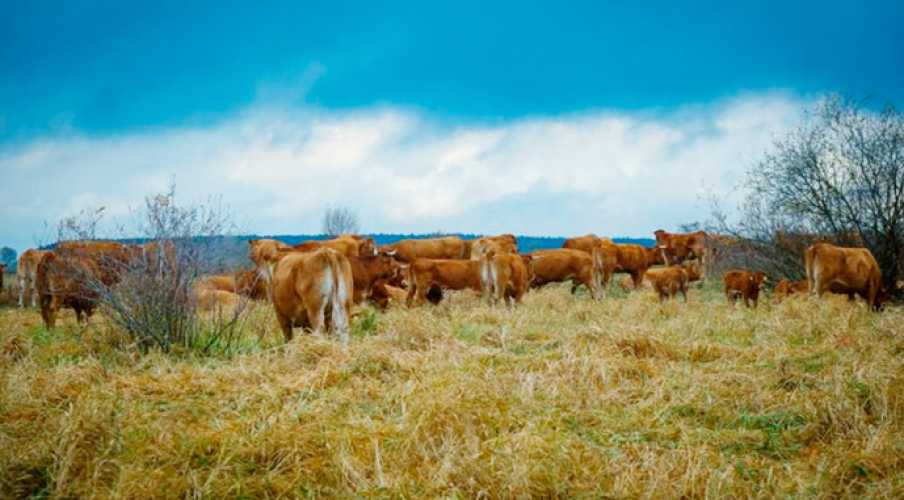 Исследование опровергает миф, что выпасная говядина экологически чище