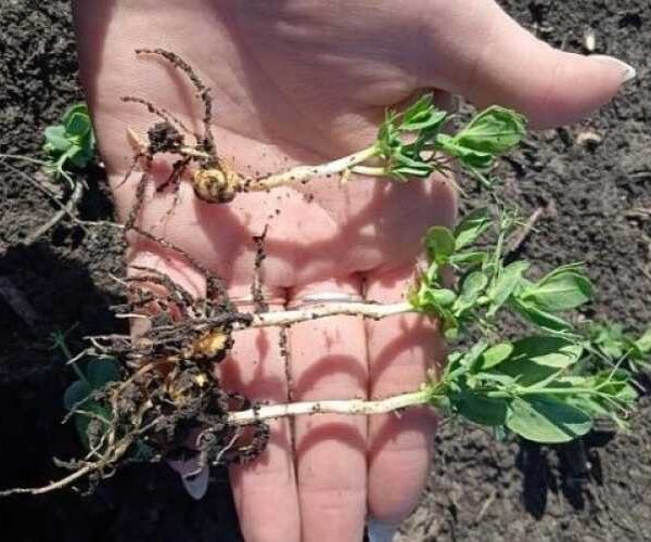 Озимий горох показує гарні результати на полях Агрофірми «Ольгопіль»