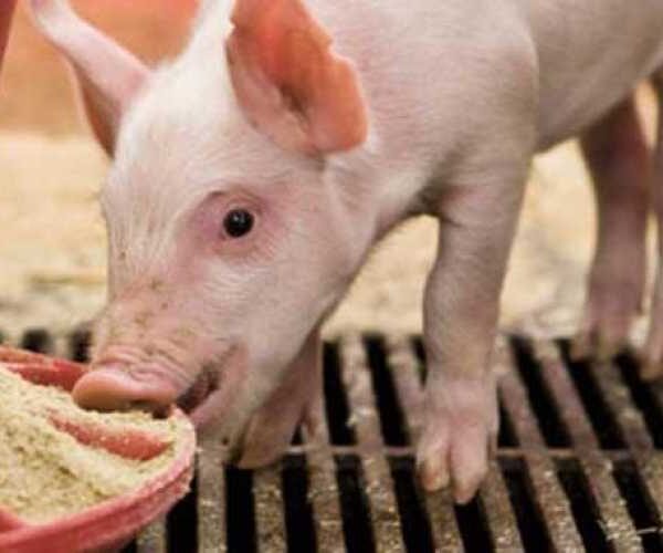 Объем потребления белковых продуктов в свиноводстве существенно снизился