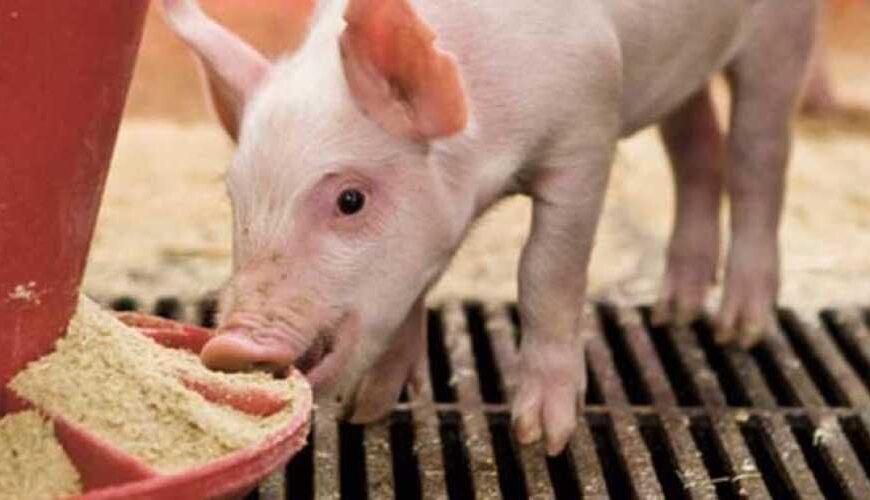 Объем потребления белковых продуктов в…