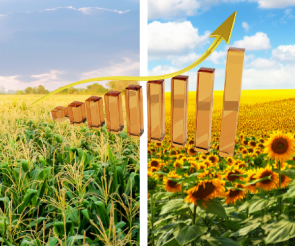 В новом сезоне производство и экспорт зерновых и масличных вырастут