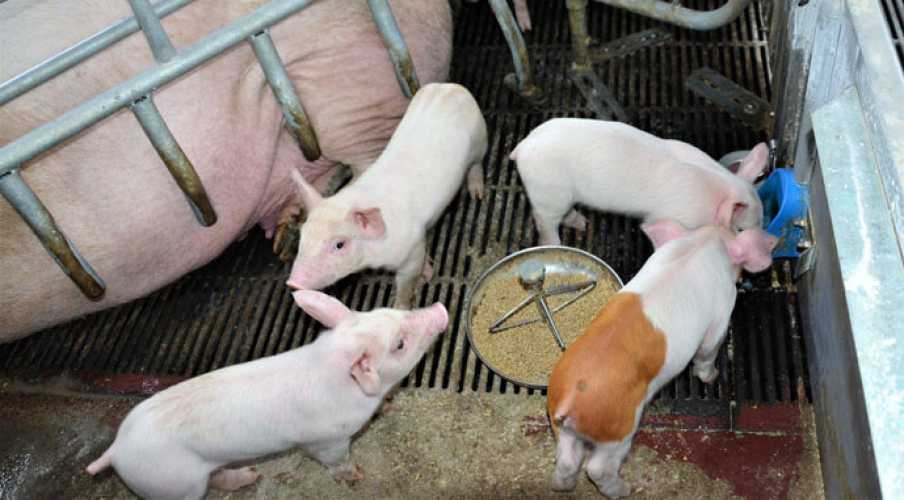 Себестоимость свинины вырастет до 60 грн/кг, если подорожают корма