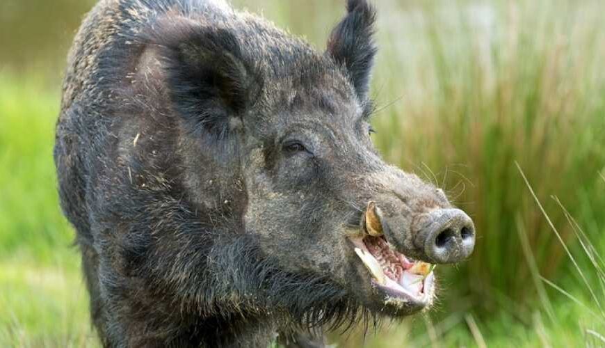 Зафиксирован новый случай АЧС среди…