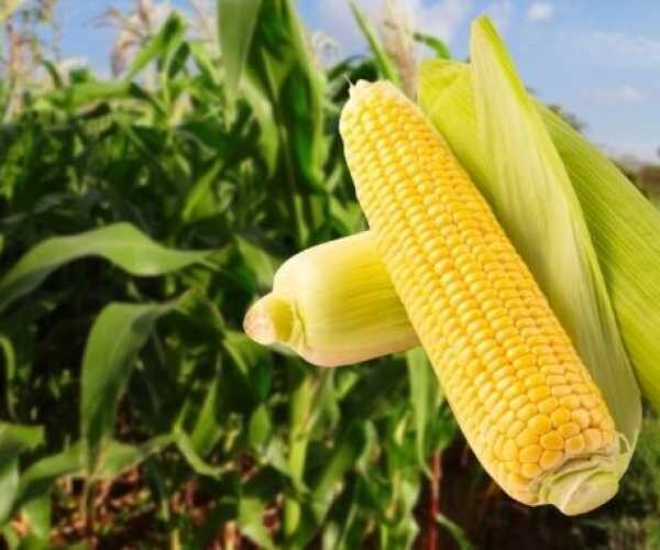 Китай выводит высокобелковую кукурузу, чтобы заменить импортную сою