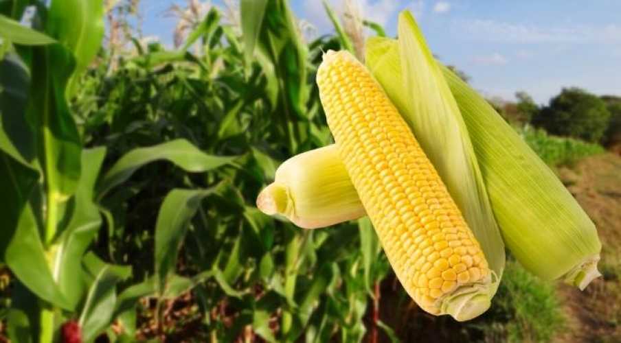 Китай выводит высокобелковую кукурузу, чтобы заменить импортную сою