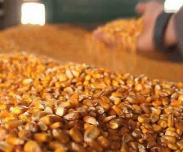 Ціни на фуражну кукурудзу знижуються через ситуацію в портах