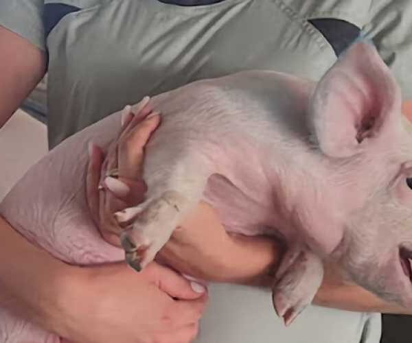 Природные кормовые добавки: эффективное решение для здоровья свиней