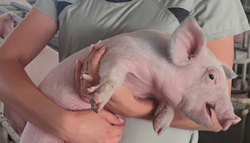 Природные кормовые добавки: эффективное решение для здоровья свиней