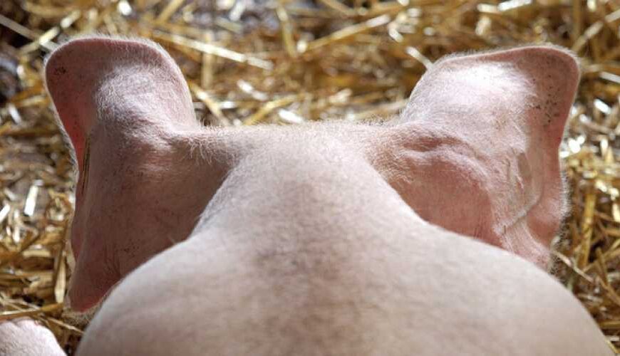 Вьетнамская вакцина против АЧС недостаточно&hellip;