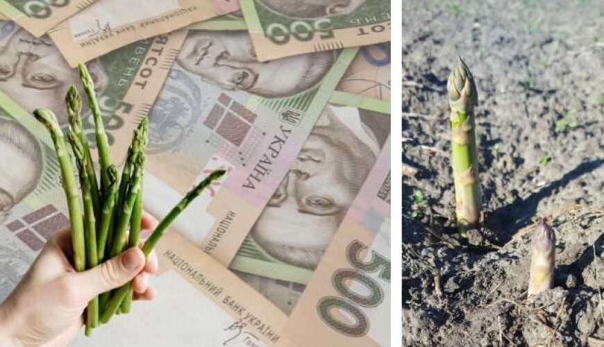 Рынок спаржи обрушивается на старте…