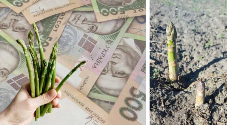 Рынок спаржи обрушивается на старте сезона. Продают то, что еще не выросло