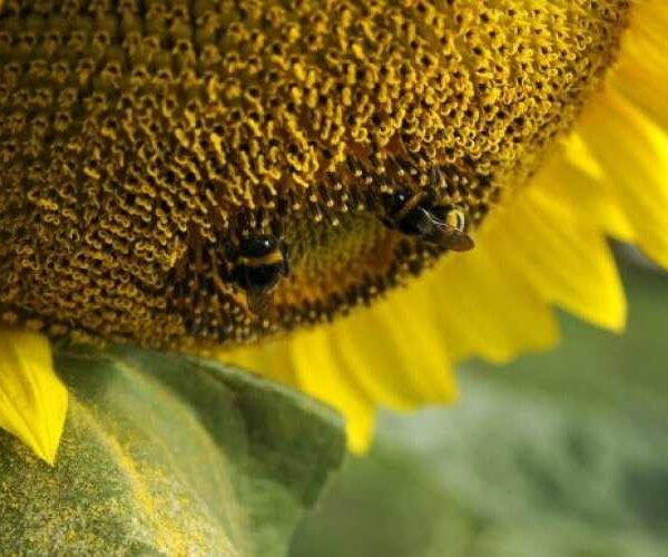 Сільгоспкультури мають приваблювати комах-запилювачів