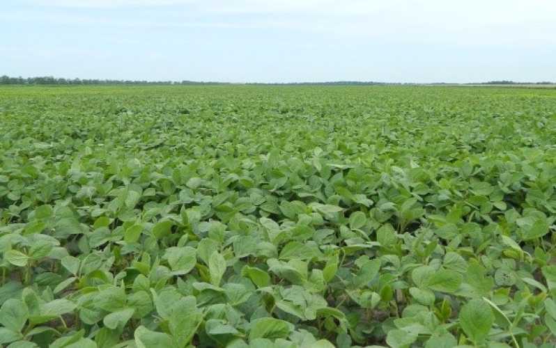 Хвороби сої: виклики діагностики та…